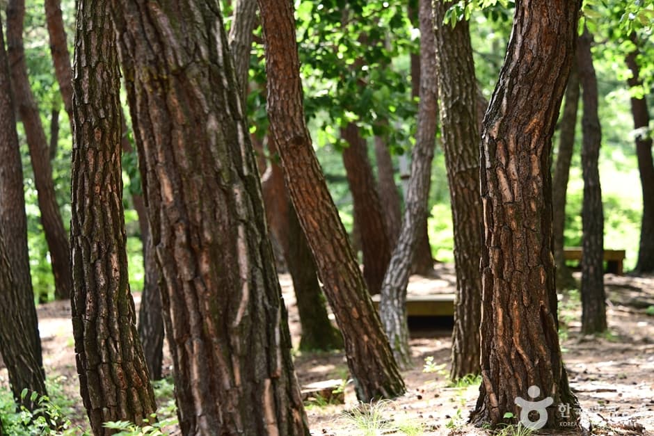 Baegasan Recreational Forest (λ°±μμ°μμ°ν΄μλ¦Ό) 5
