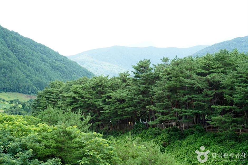 정선 가리왕산마을 4