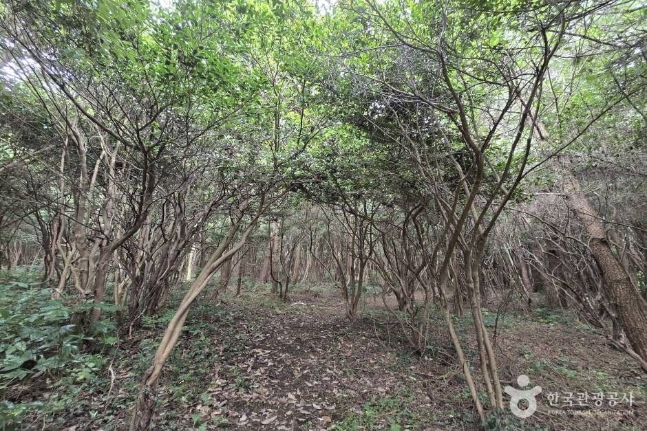 가세오름 3