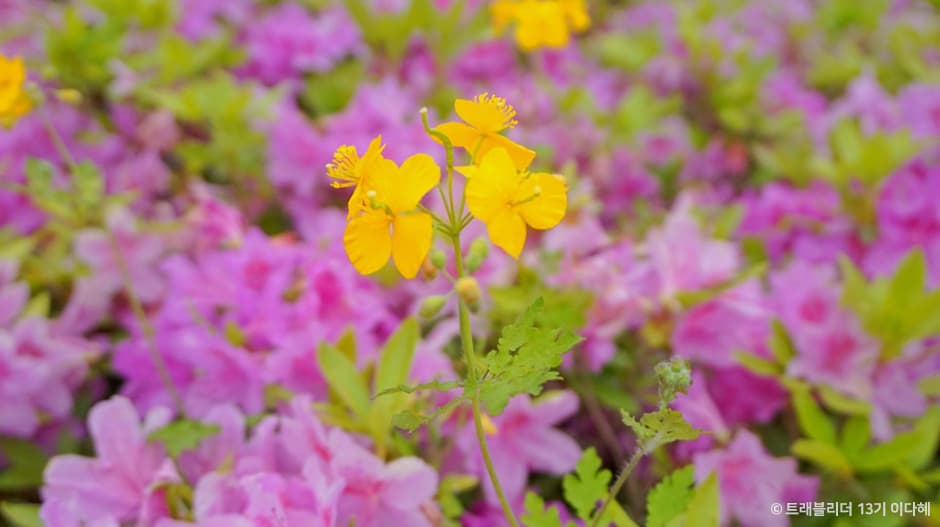 Buramsan Butterfly Garden (불암산나비정원) 4