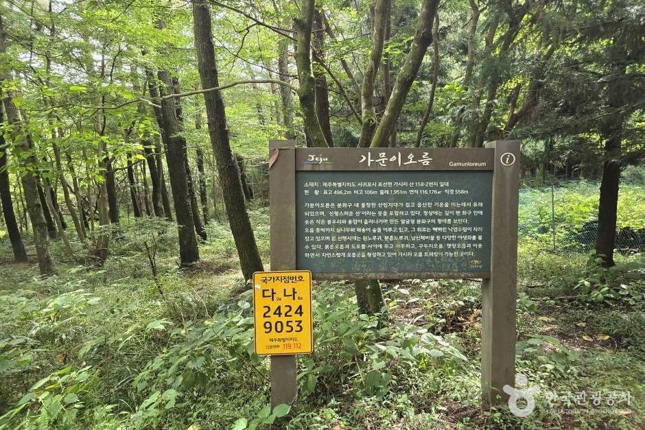 가문이오름(감은이오름) 2