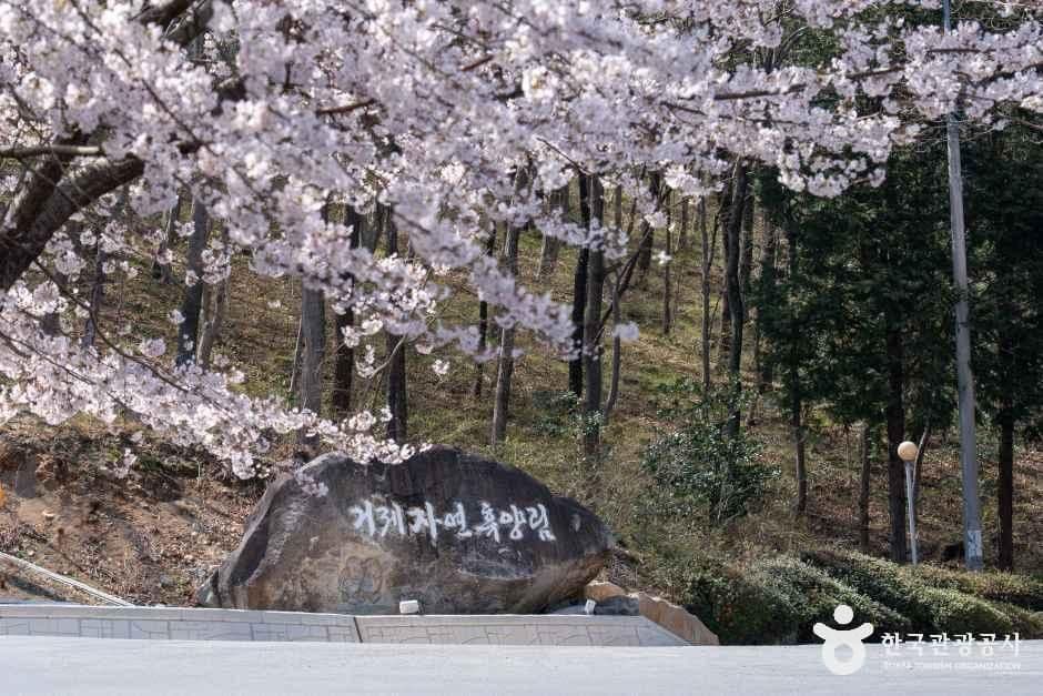 거제자연휴양림 9