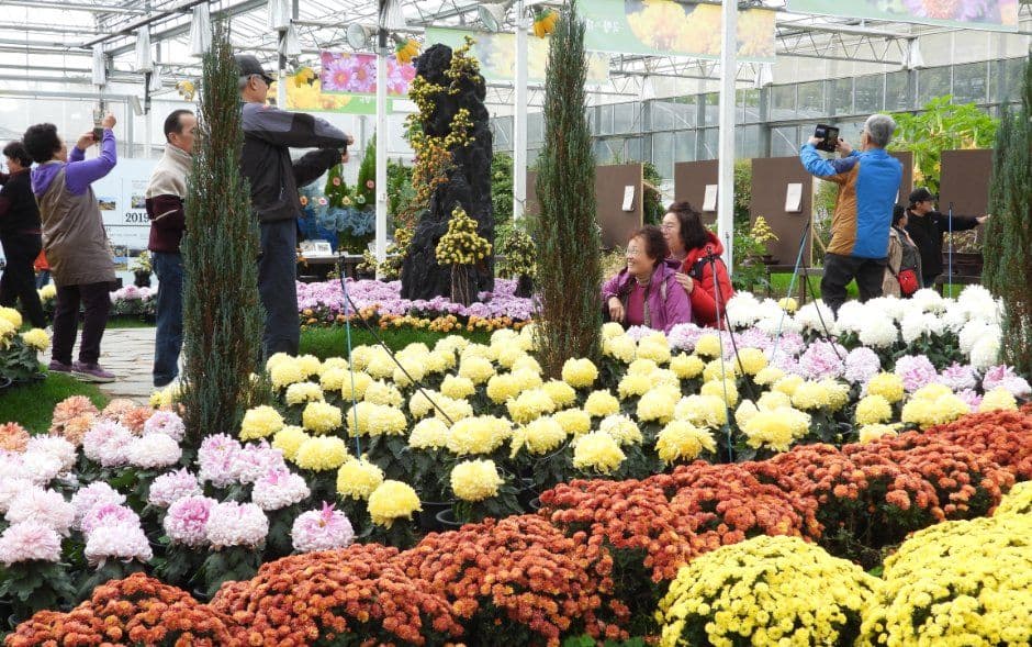 Grand Chrysanthemum Festival (대한민국 국향대전) 3