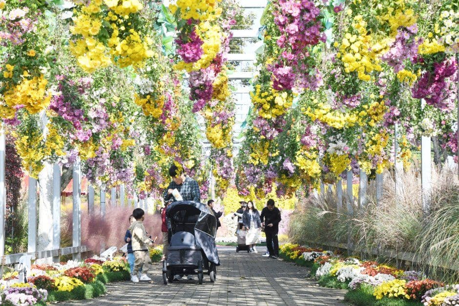 Grand Chrysanthemum Festival (대한민국 국향대전) 4