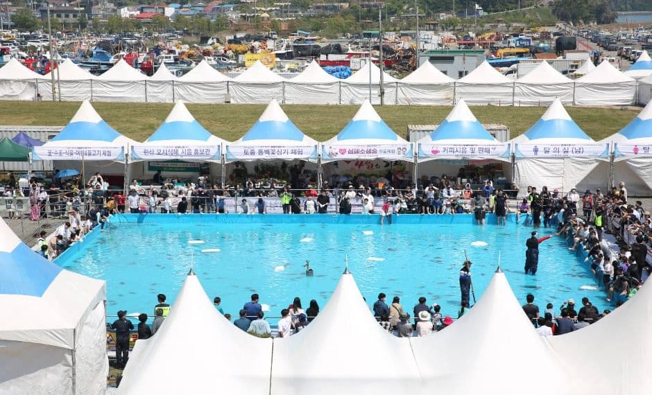 서천 자연산 광어 도미 축제 7
