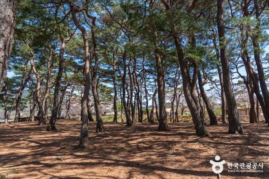 Andong Hahoe Village [UNESCO World Heritage] (안동 하회마을 [유네스코 세계유산]) 7