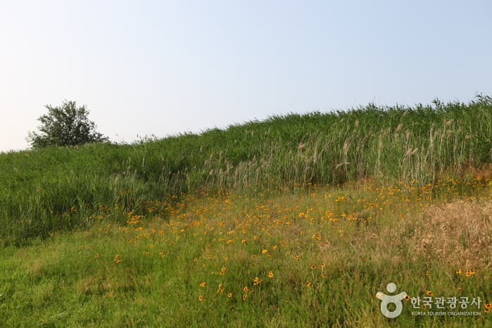 Dalseong Marsh (๋๊ตฌ ๋ฌ์ฑ์ต์ง) 7