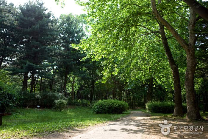 Maeheon Citizen's Forest (λ§€νμλ―Όμ μ²) 2