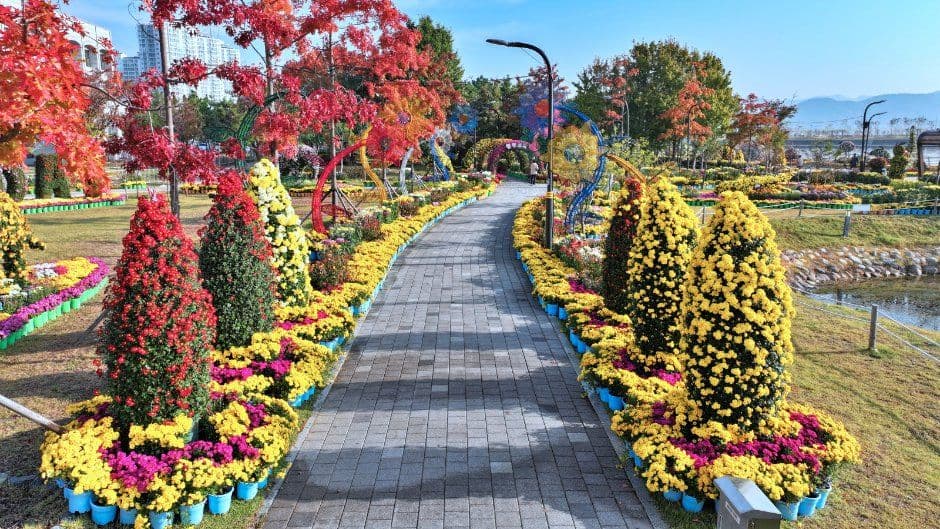 Masan Gagopa Chrysanthemum Festival (마산가고파국화축제) 6