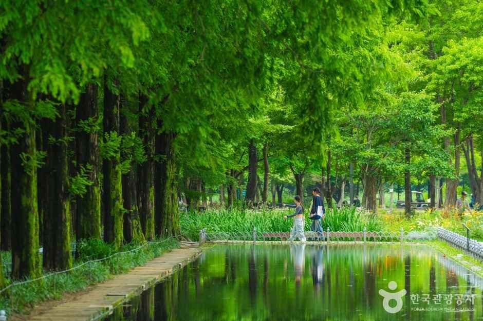 Seoul Forest (์์ธ์ฒ) 7