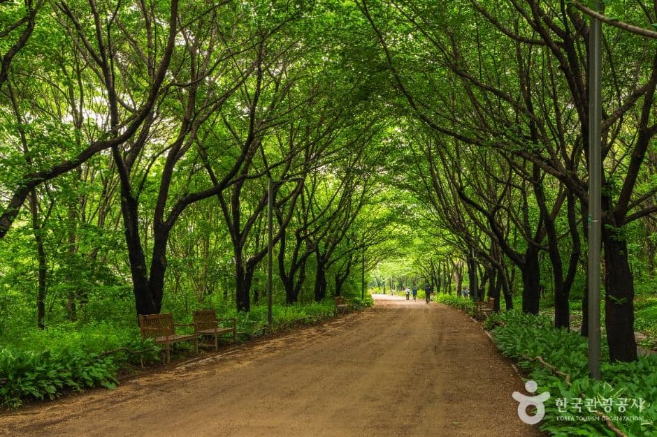 Seoul Forest (์์ธ์ฒ) 4