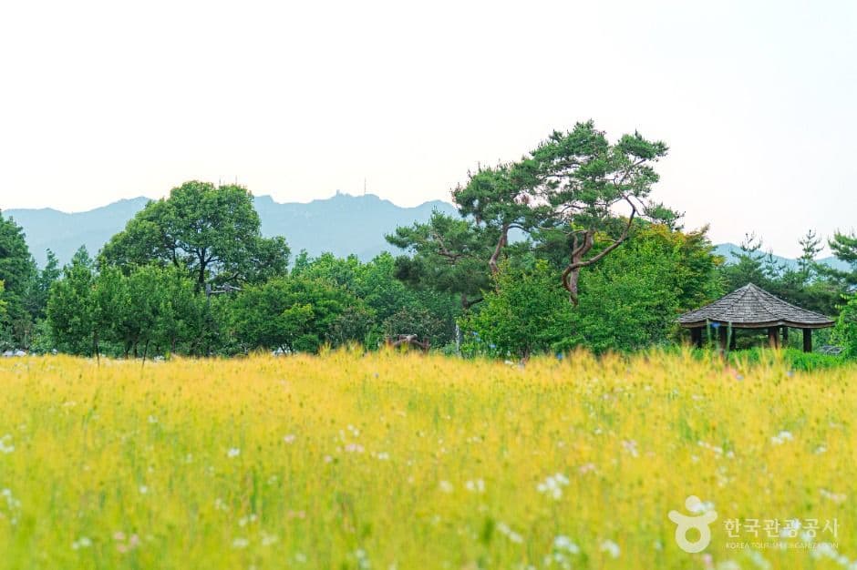 Seoul Grand Park (μμΈλ곡μ) 8