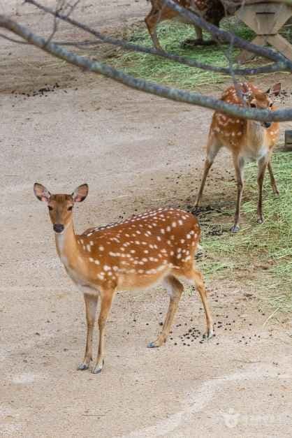 Seoul Forest (์์ธ์ฒ) 5